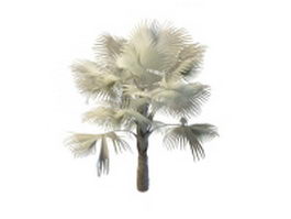 Bismarckia palm tree 3d model preview