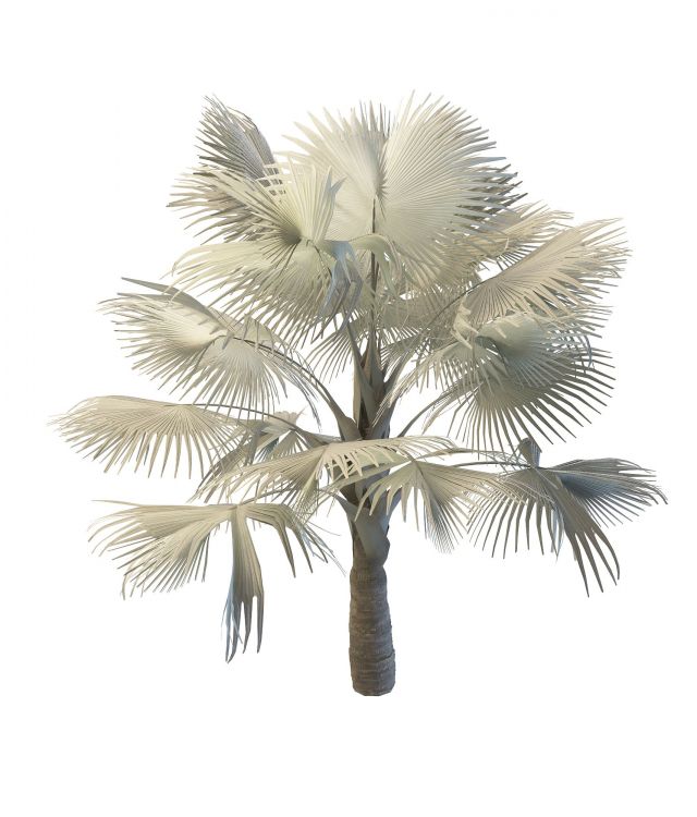 Bismarckia palm tree 3d rendering