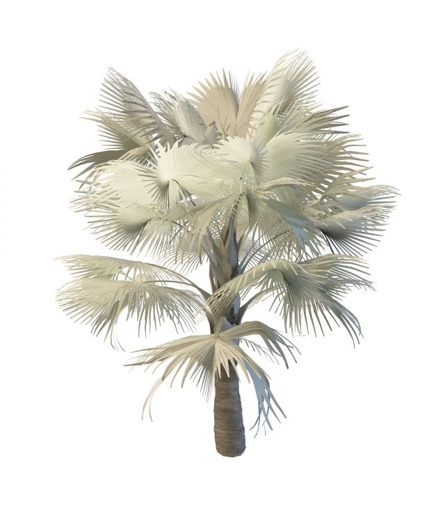 Bismarckia palm tree 3d rendering