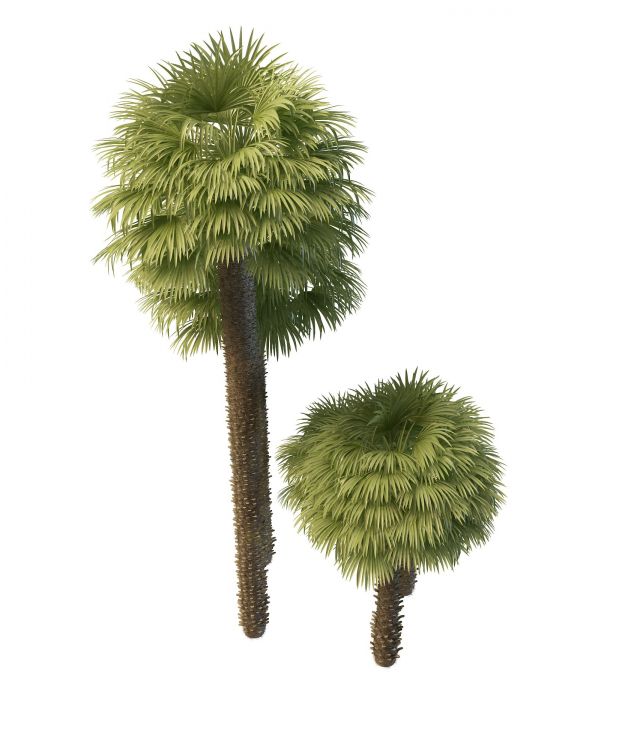 Windmill palms 3d rendering