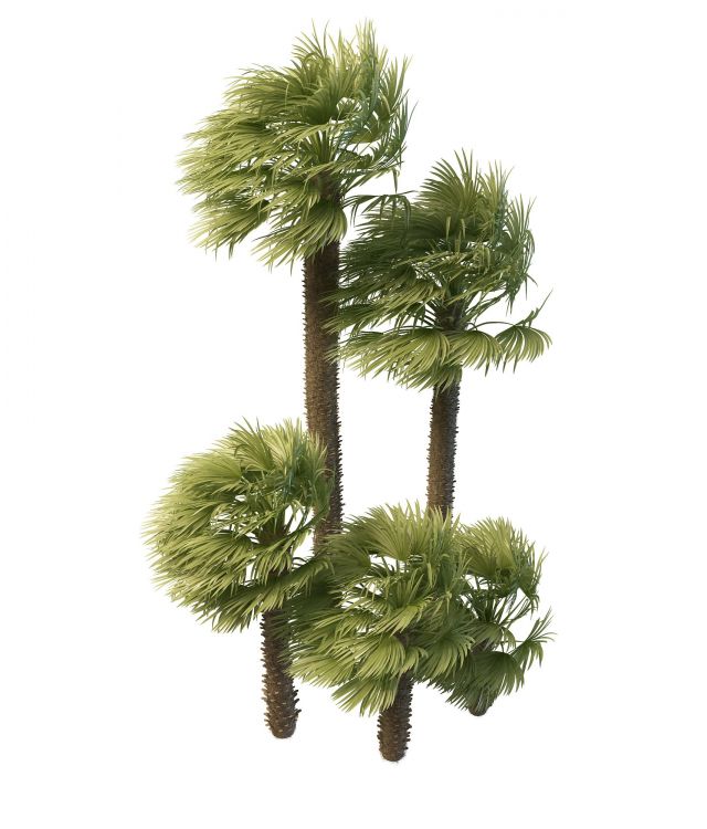 Windmill palms 3d rendering