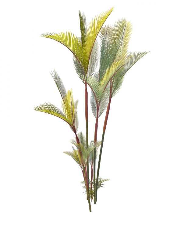 Red palm 3d rendering