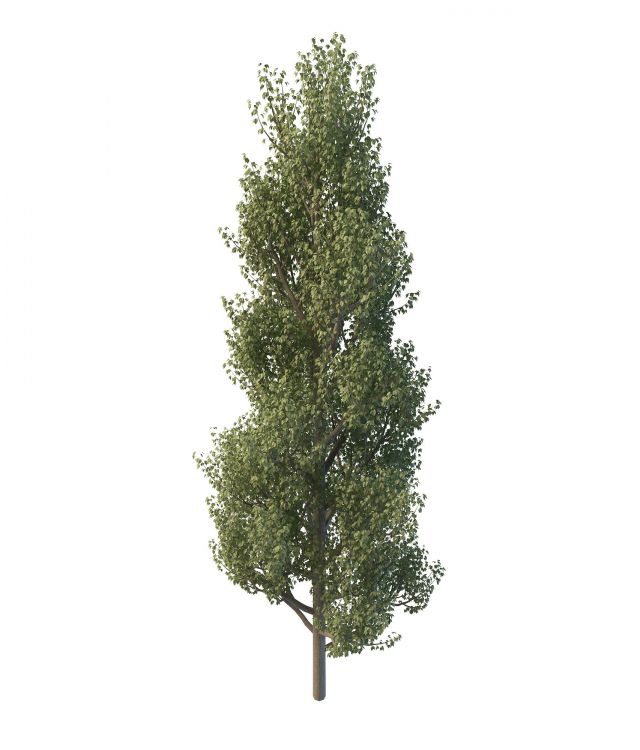 Common aspen tree 3d rendering