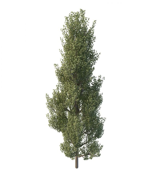 Common aspen tree 3d rendering
