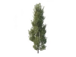 Common aspen tree 3d model preview