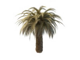 Desert palm tree 3d model preview