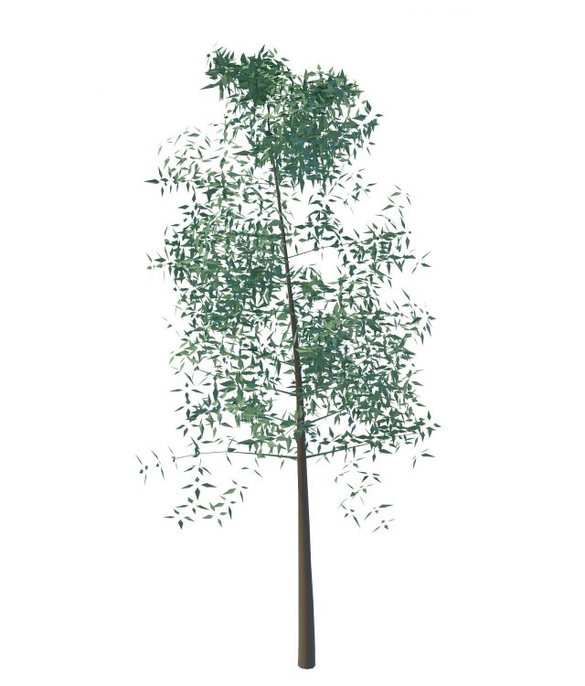 Small tree 3d rendering