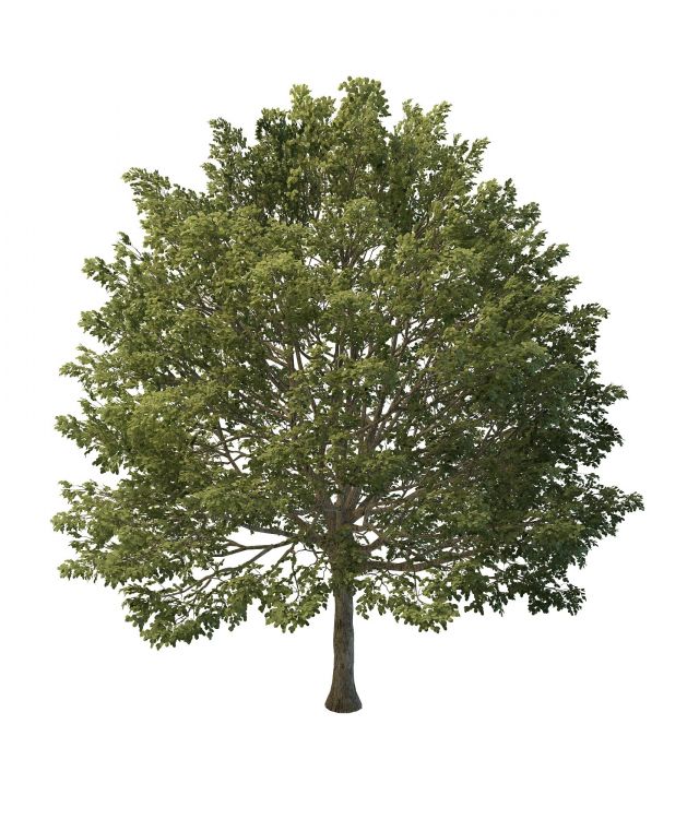 European hornbeam tree 3d rendering