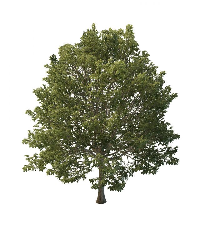 European hornbeam tree 3d rendering