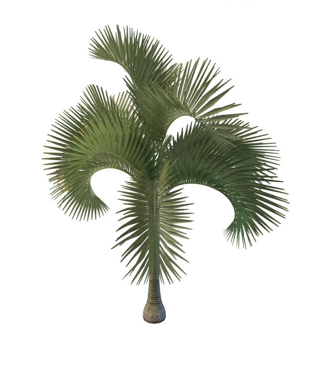 Cuban royal palm tree 3d rendering
