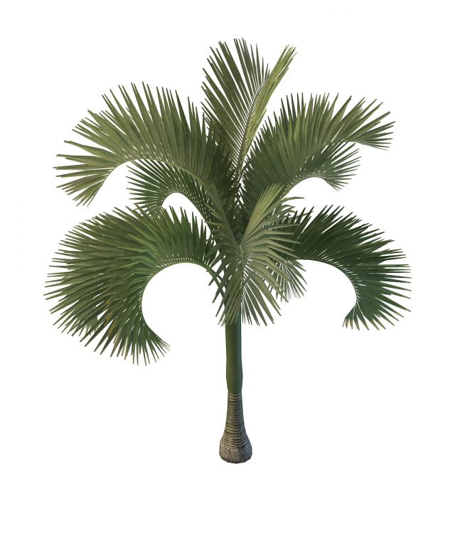 Cuban royal palm tree 3d rendering