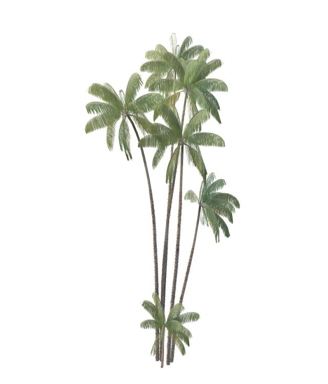 Walsh river palm trees 3d rendering