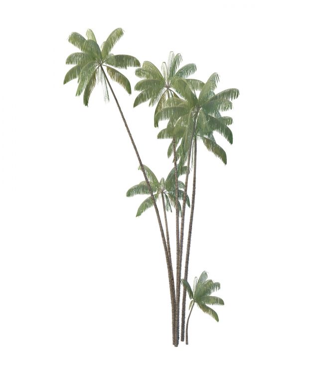 Walsh river palm trees 3d rendering