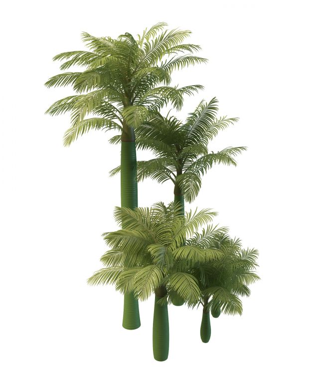 King Alexander palm trees 3d rendering