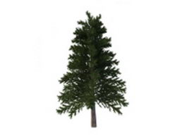 Japanese red pine 3d model preview