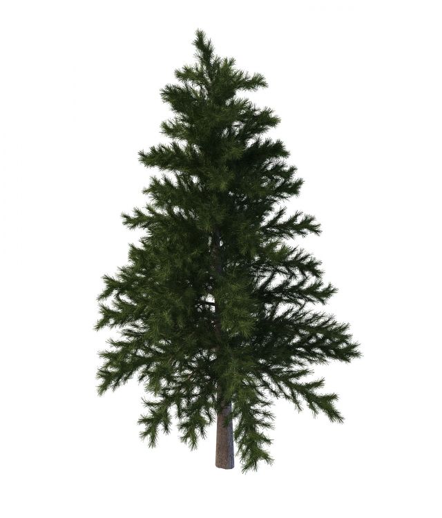 Japanese red pine 3d rendering