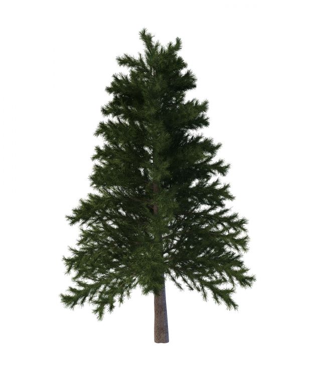 Japanese red pine 3d rendering