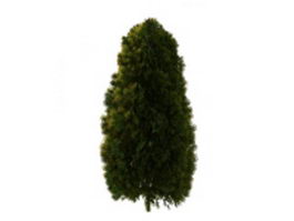 White cedar tree 3d model preview