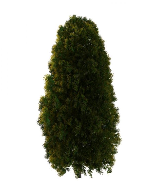 White cedar tree 3d rendering