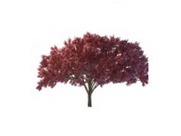 Dark red maple tree 3d model preview