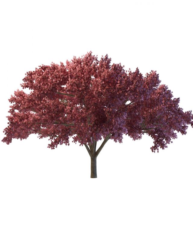 Dark red maple tree 3d rendering