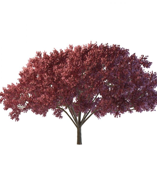 Dark red maple tree 3d rendering