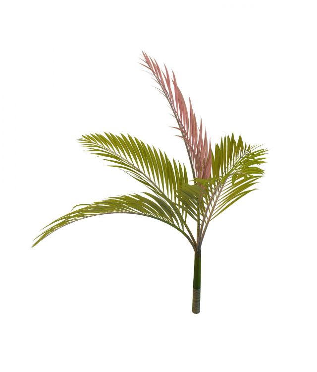 Red leaf palm 3d rendering