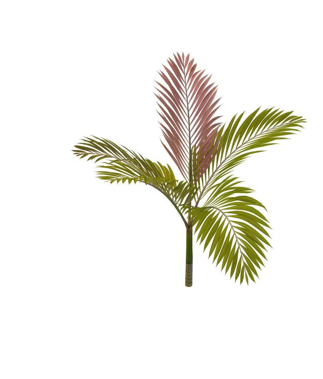 Red leaf palm 3d rendering