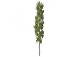 Beautiful tall poplar tree 3d model preview
