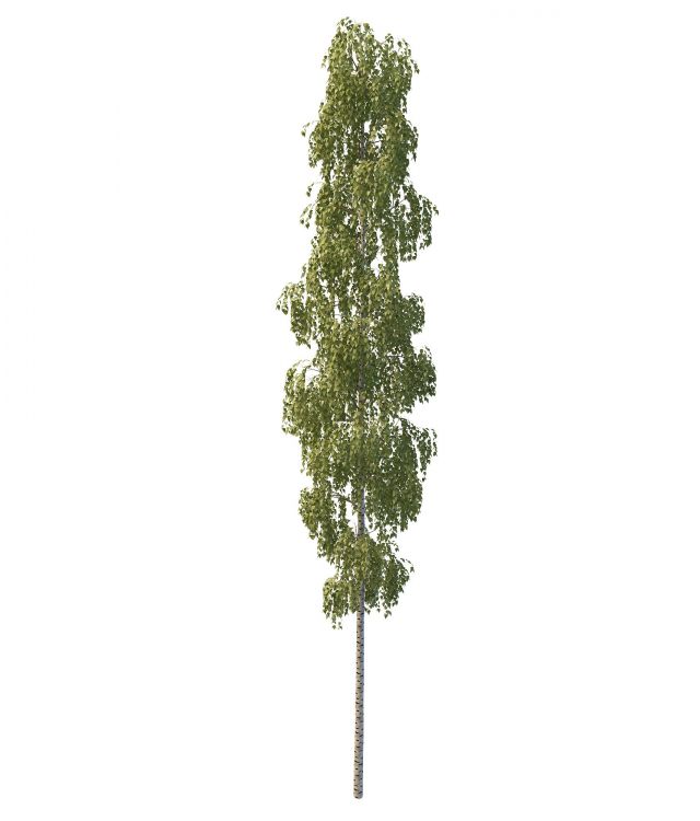 Beautiful tall poplar tree 3d rendering