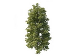 Common lime tree 3d model preview