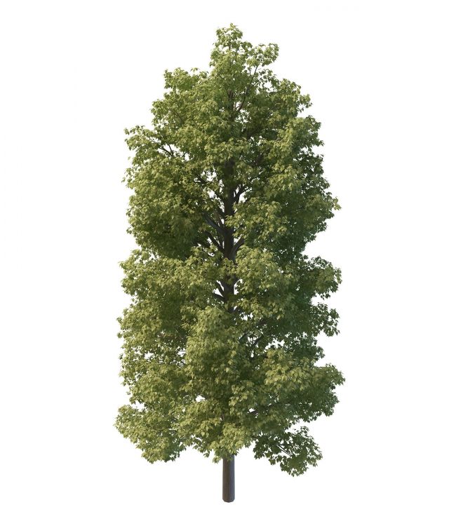 Common lime tree 3d rendering
