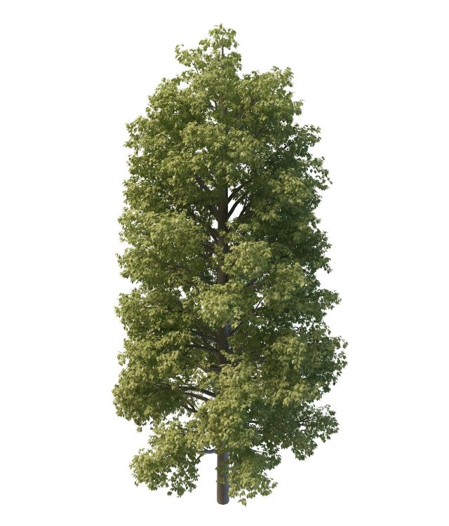 Common lime tree 3d rendering