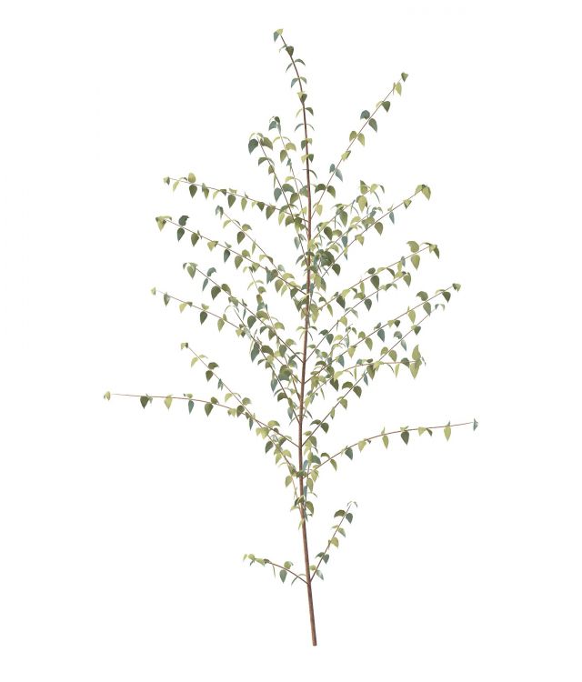 Small spring tree 3d rendering