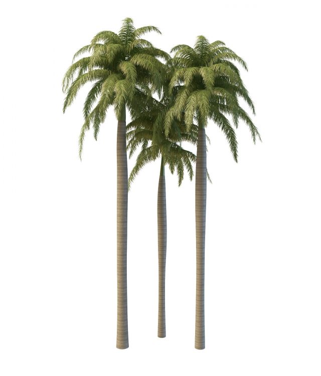Florida royal palms 3d rendering