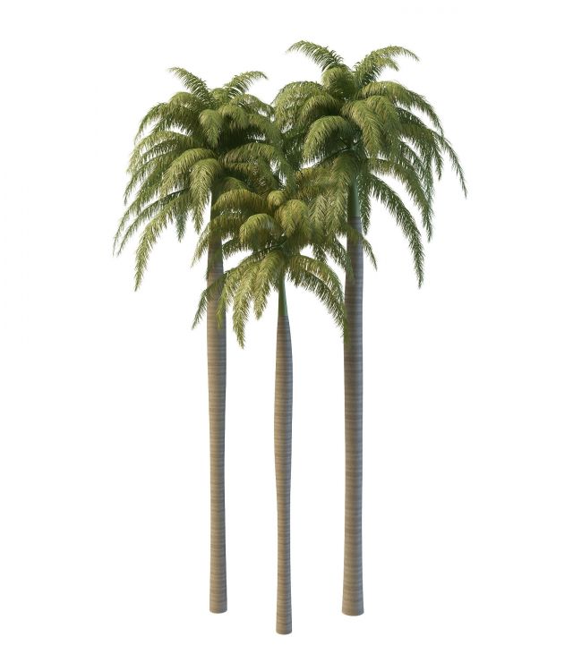 Florida royal palms 3d rendering
