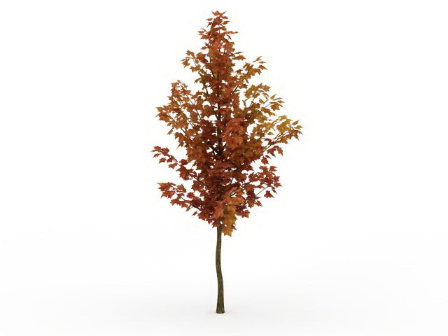 Orange maple tree 3d rendering
