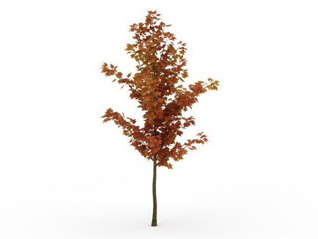 Orange maple tree 3d rendering
