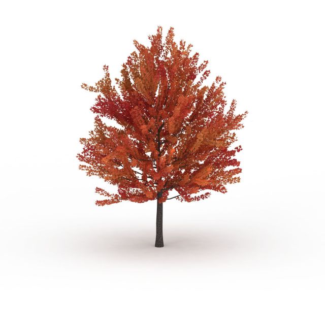 Autumn maple tree 3d rendering