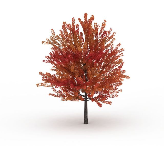 Autumn maple tree 3d rendering