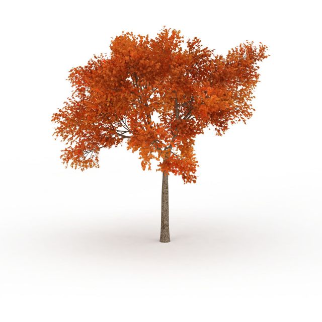 Autumn blaze maple tree 3d rendering