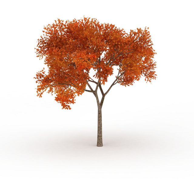 Autumn blaze maple tree 3d rendering
