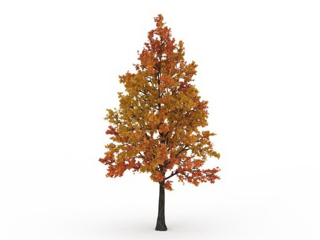 Fall maple tree 3d rendering