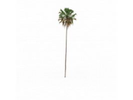 Tall and thin palm tree 3d model preview
