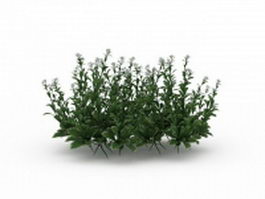 Flowering herbs 3d model preview