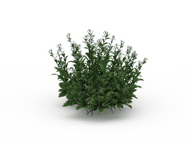 Flowering herbs 3d rendering