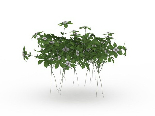 Organic herb plants 3d rendering