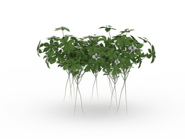 Organic herb plants 3d rendering