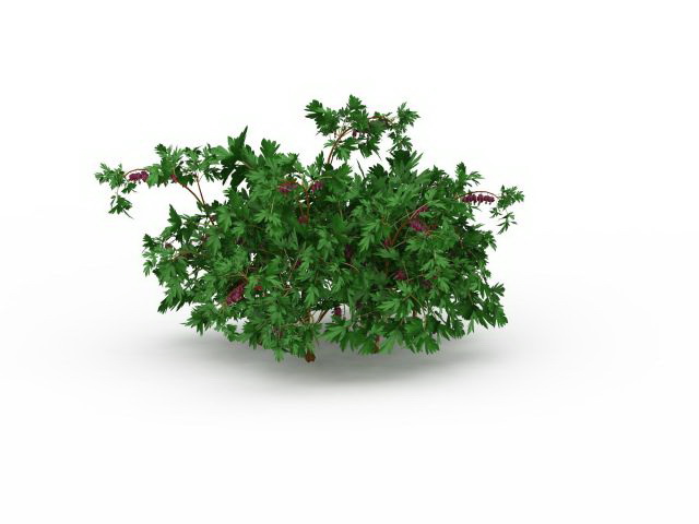 Flowering herbs for garden 3d rendering