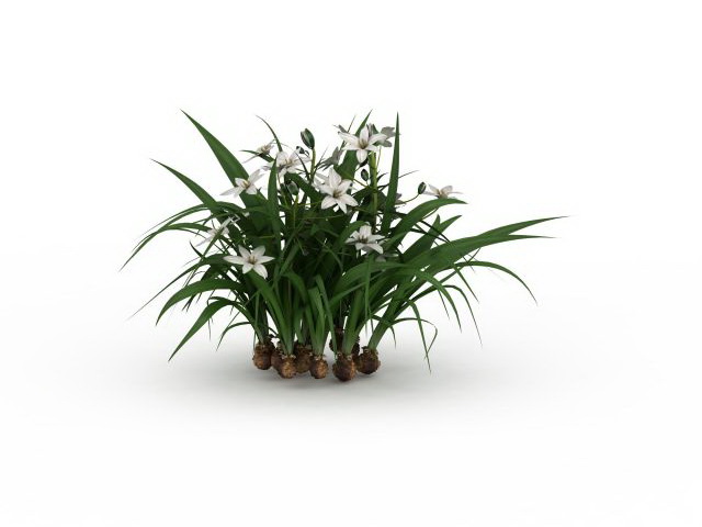 Narcissus plants with flowers 3d rendering